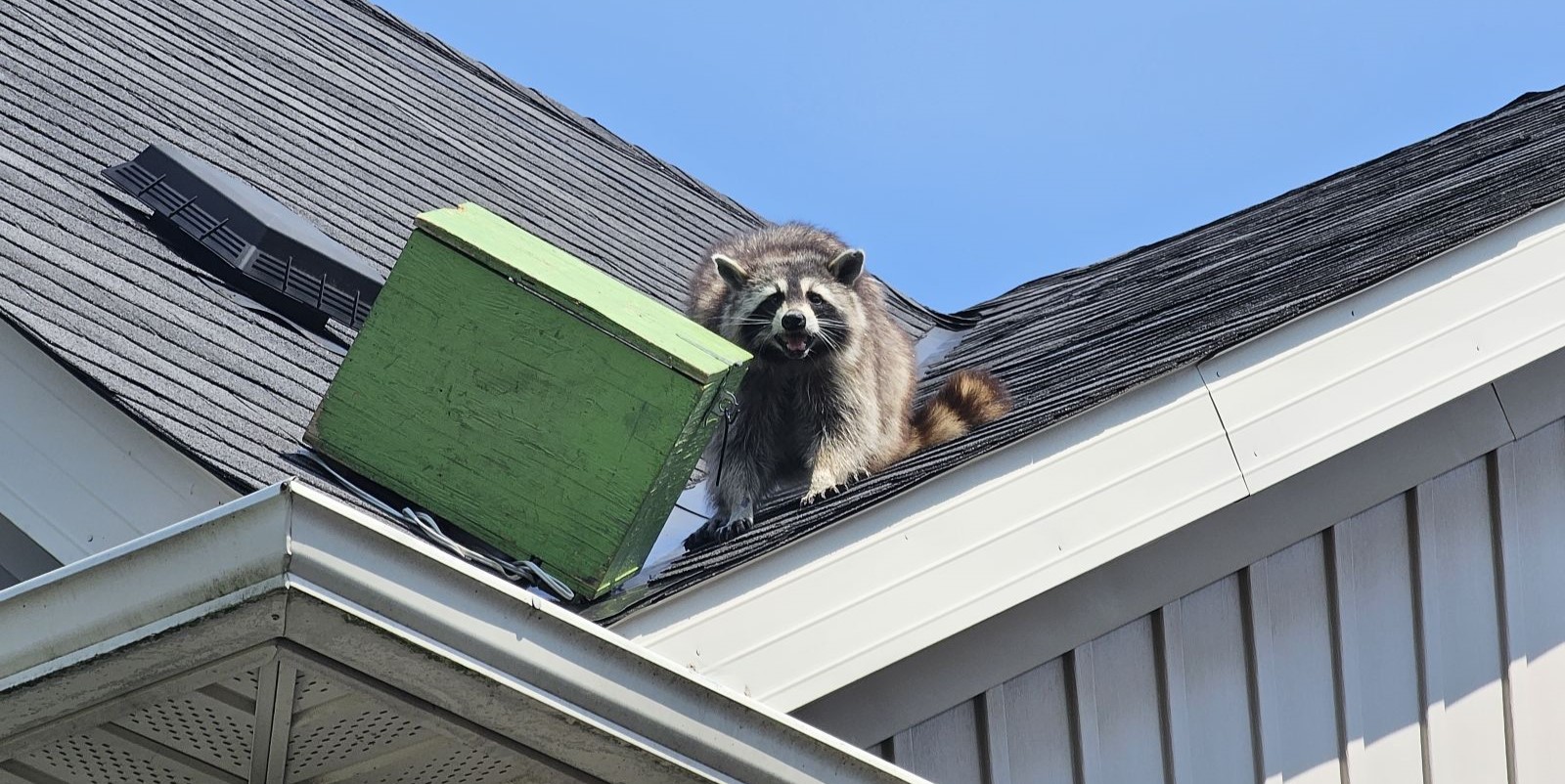 raccoon mother roof damage removal raccoons kits babies skedaddle humane wildlife control September 2023 (9)