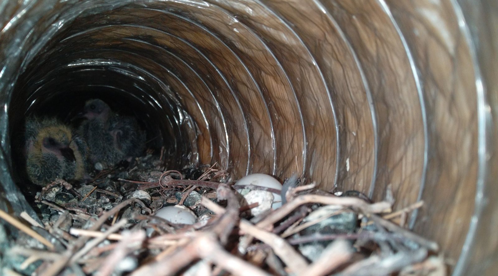 skedaddle humane wildlife control May 2023 birds wall vent nest fire hazard damage urban wildlife 2
