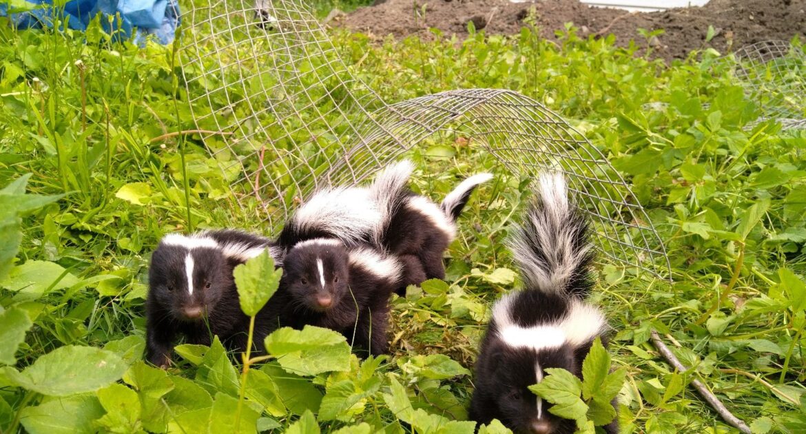 Skunk Removal Annapolis