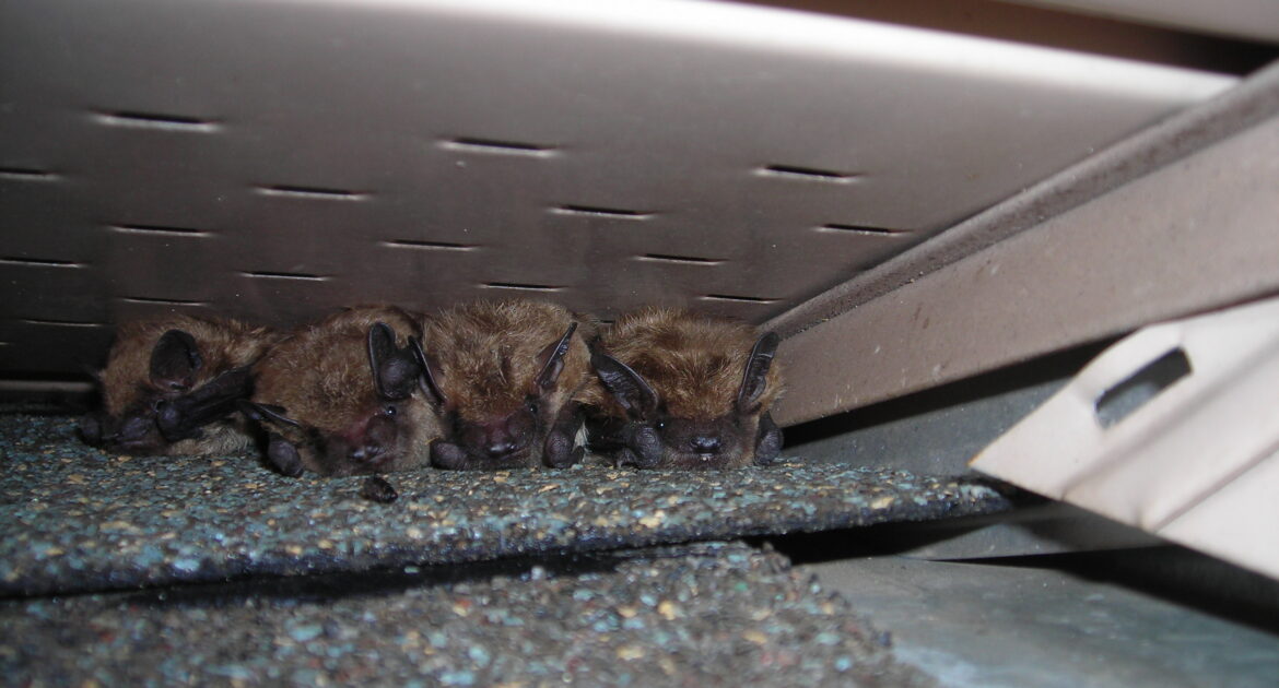 Bat Removal Anoka County