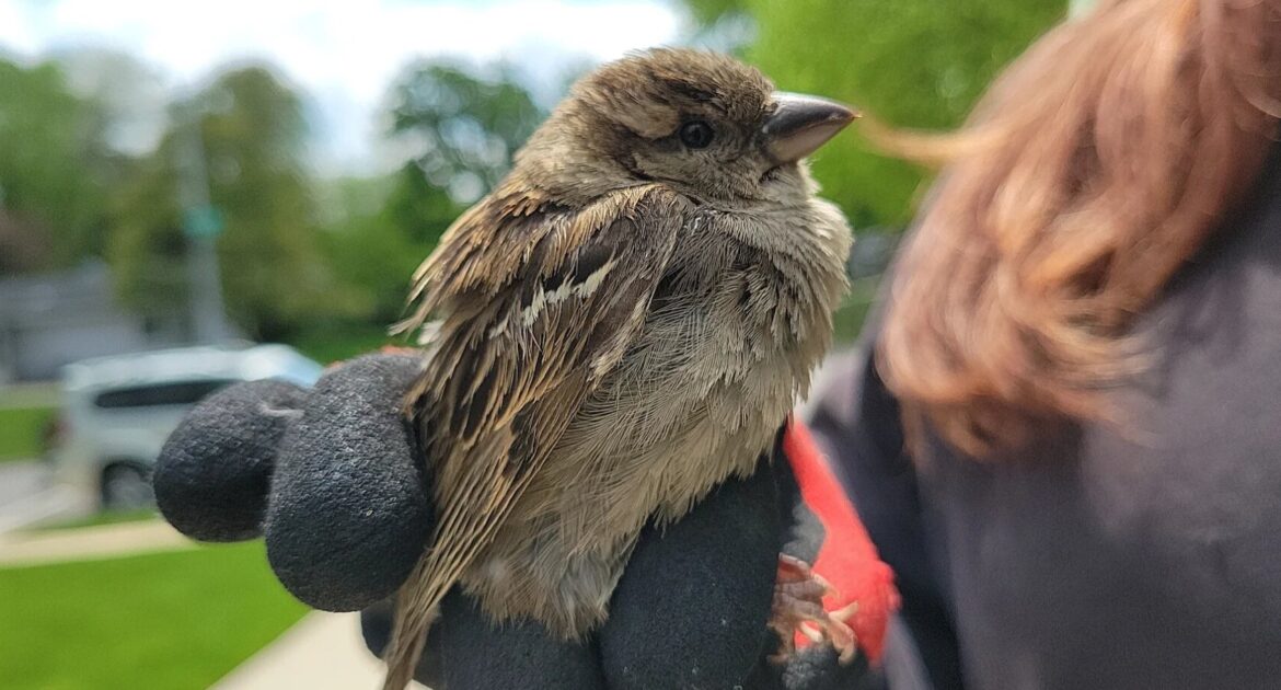 Bird Removal Anoka County