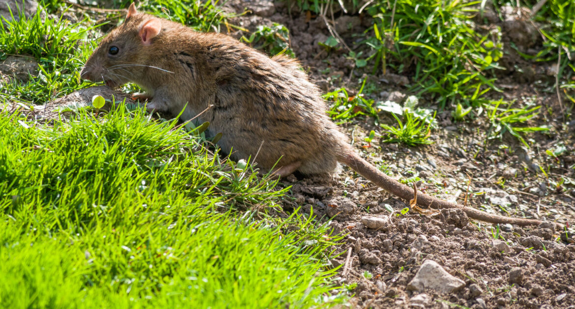 Rat Removal Anoka County