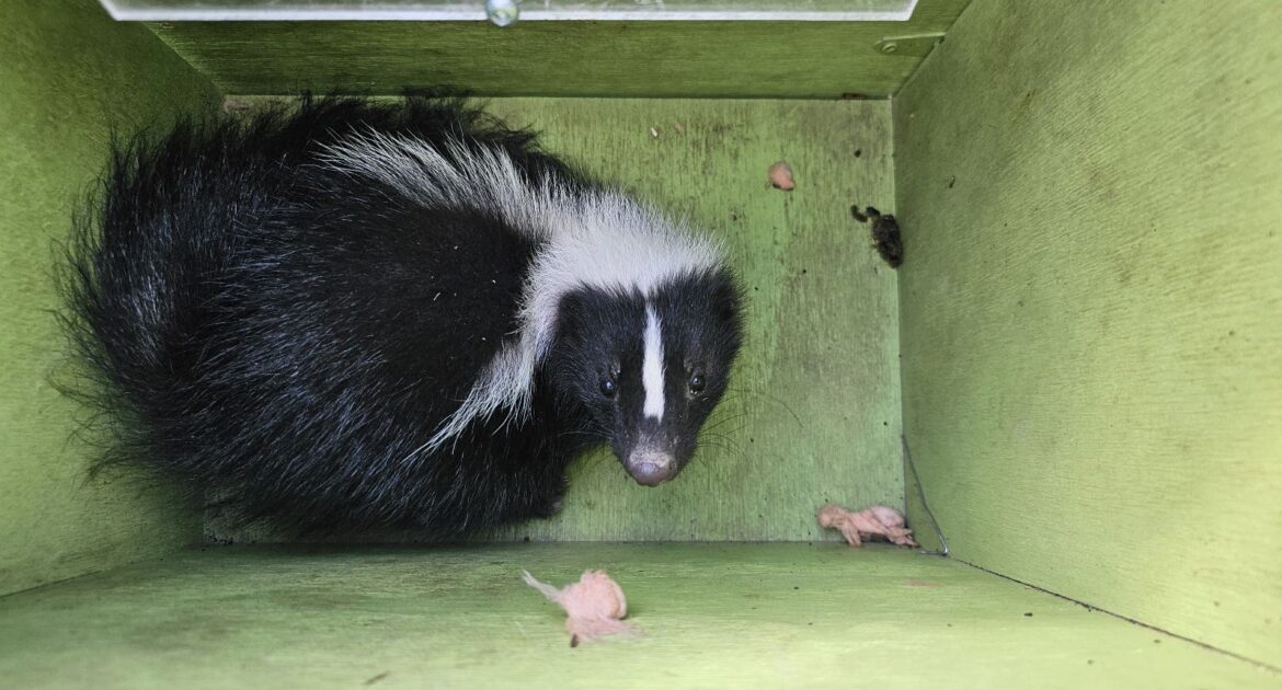 Skunk Removal Montreal