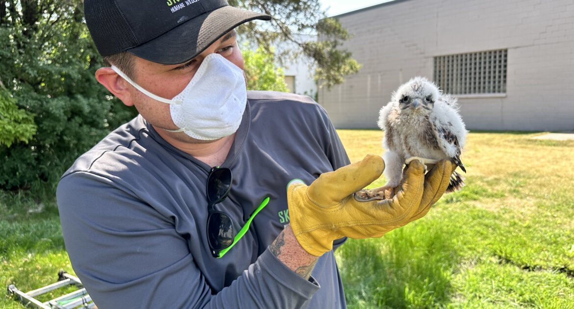Bird Removal Ottawa