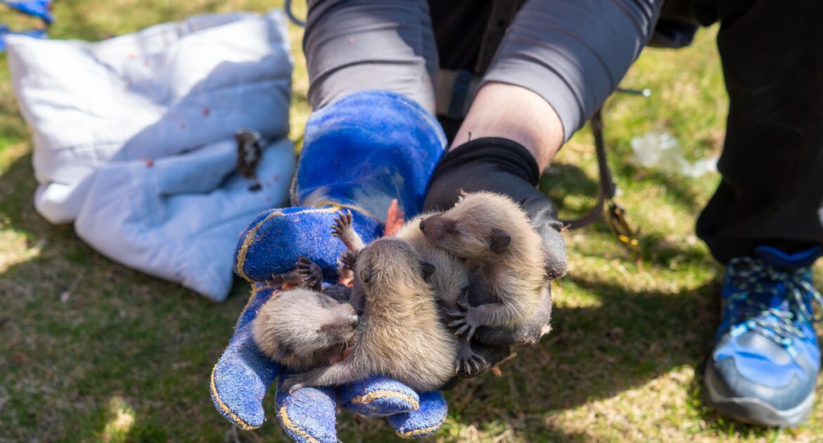 Raccoon Removal Coquitlam