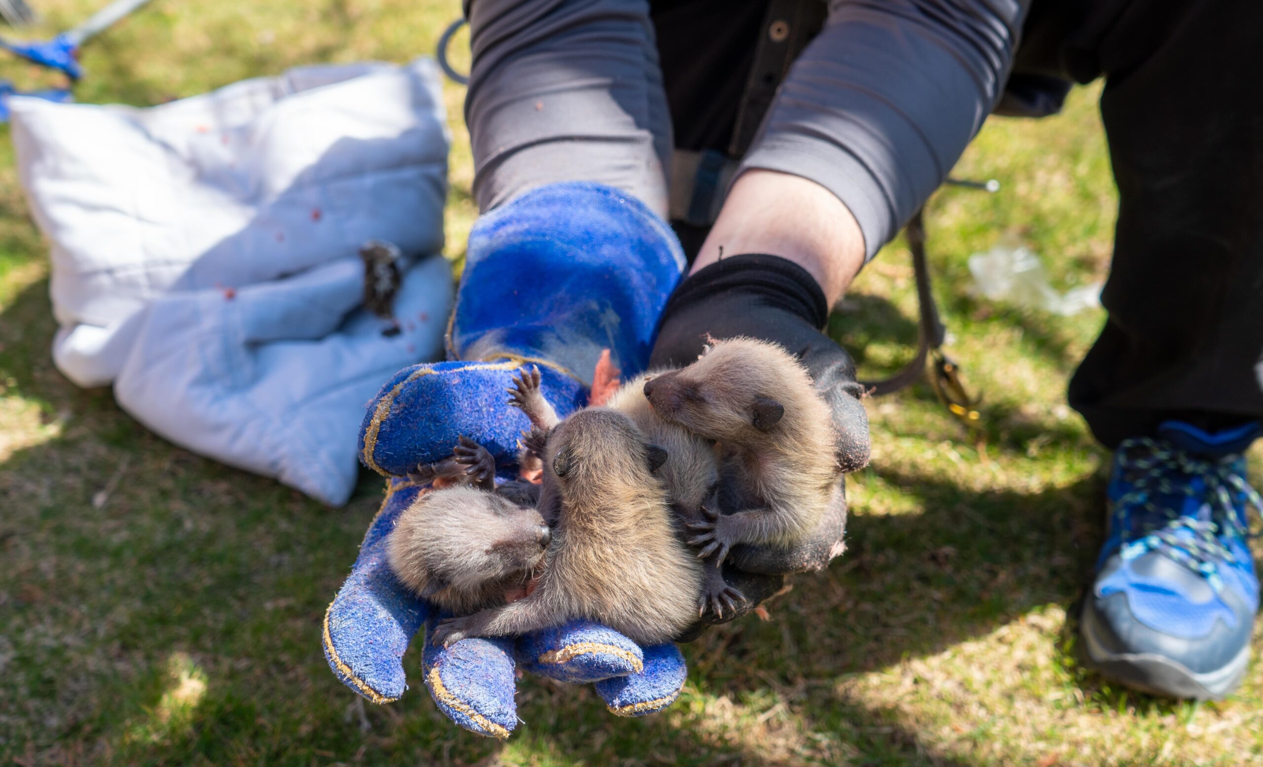 Raccoon Removal Coquitlam
