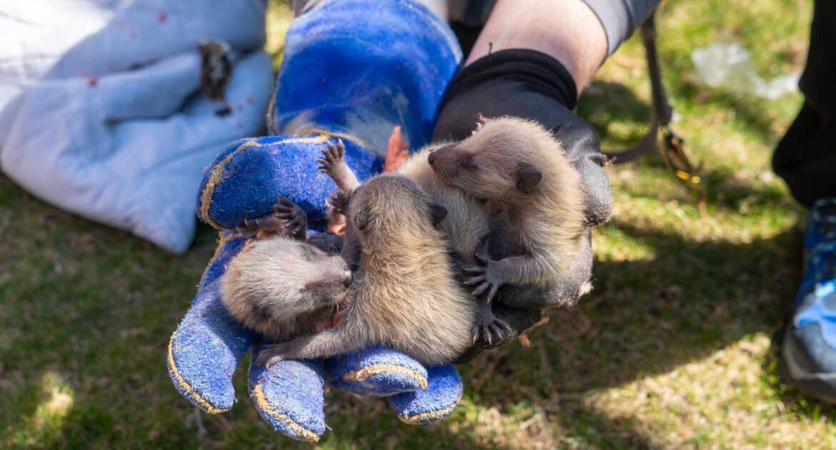 Raccoon Removal Durham