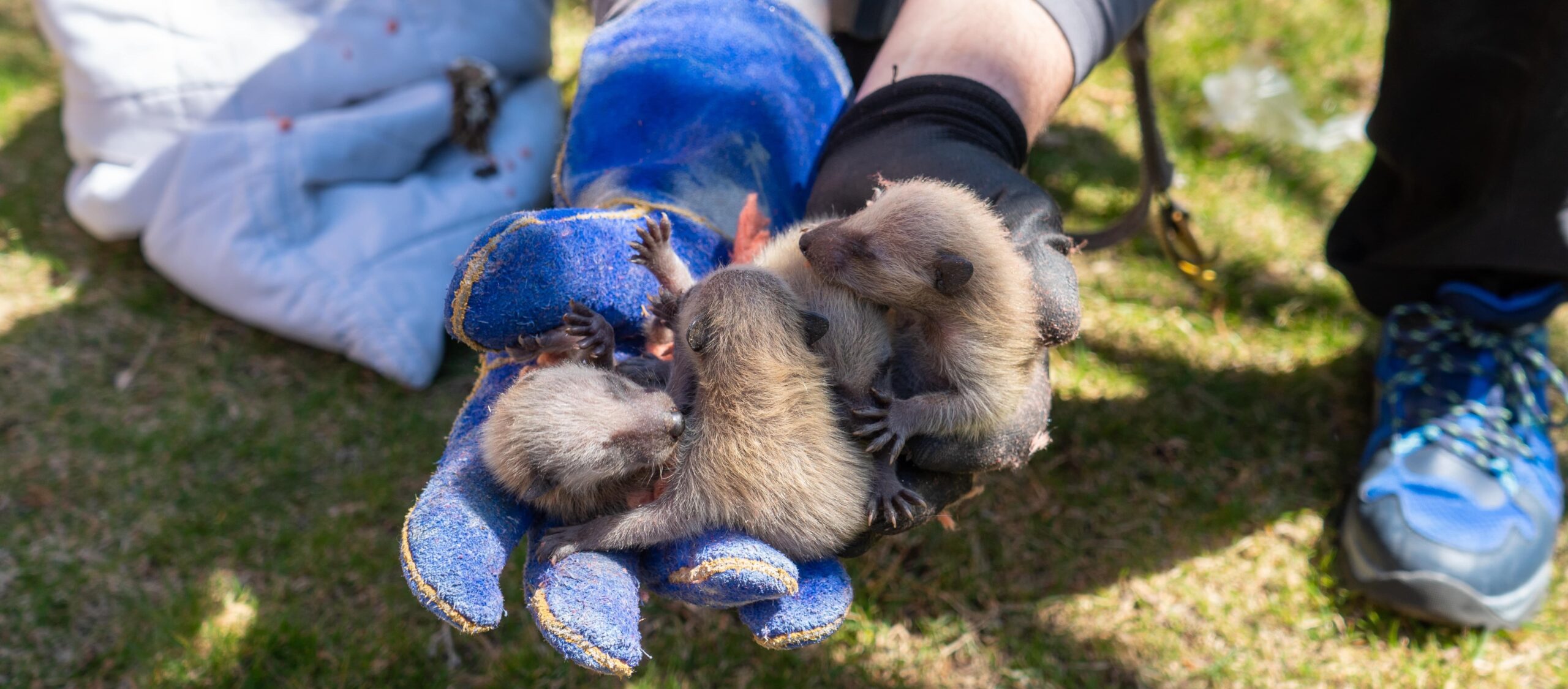 Raccoon Removal Durham