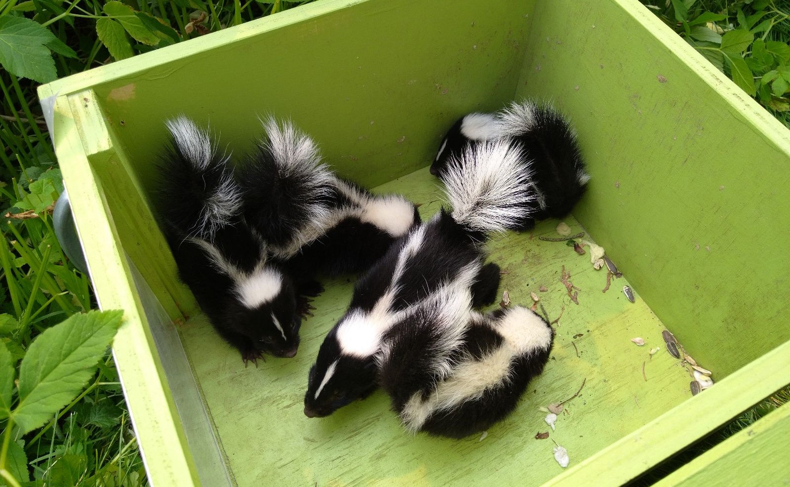 Ottawa skedaddle humane wildlife control June 2023 baby skunk skunks box removal screening damage 3