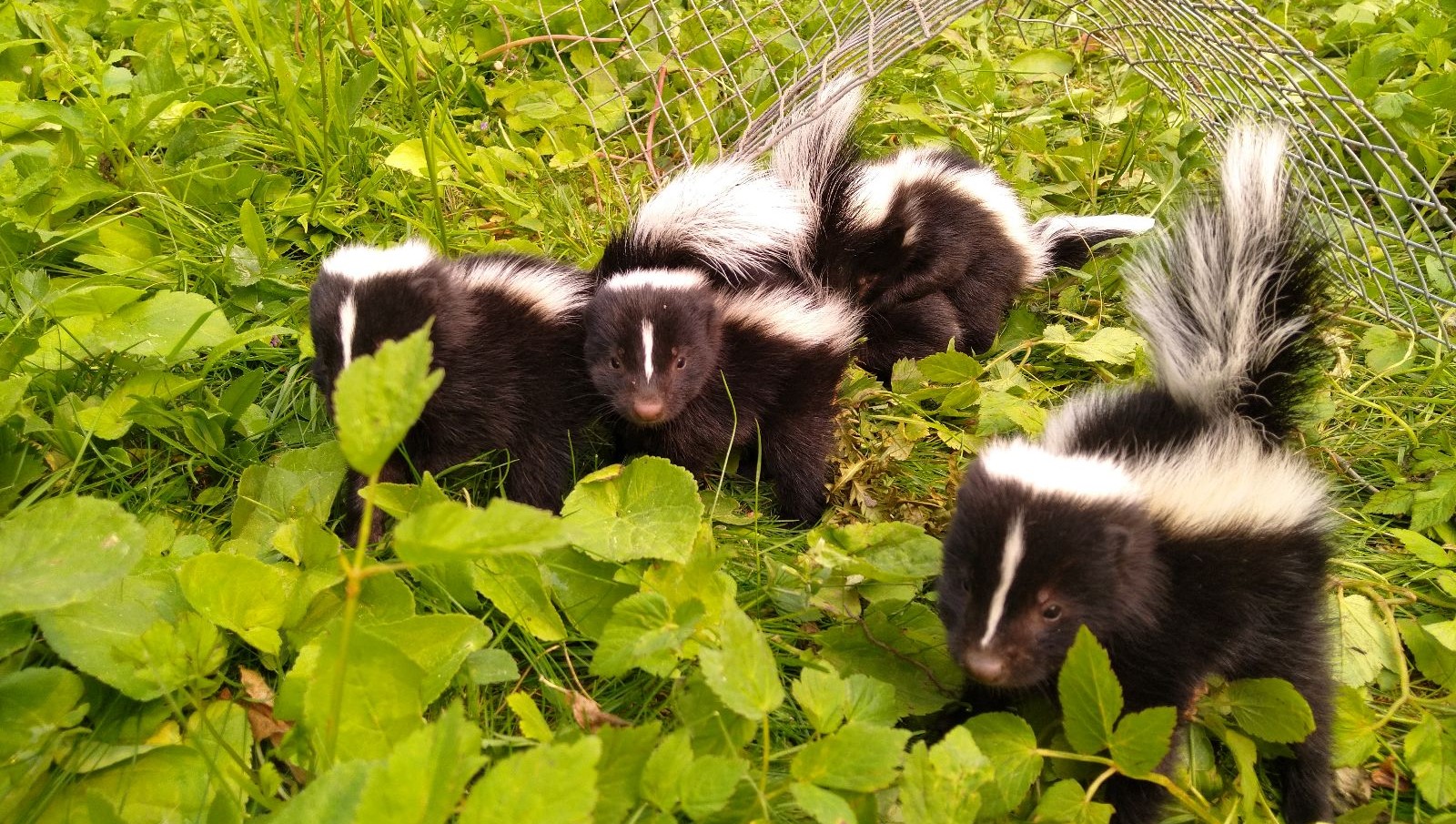 Ottawa skedaddle humane wildlife control June 2023 baby skunk skunks box removal screening damage 4