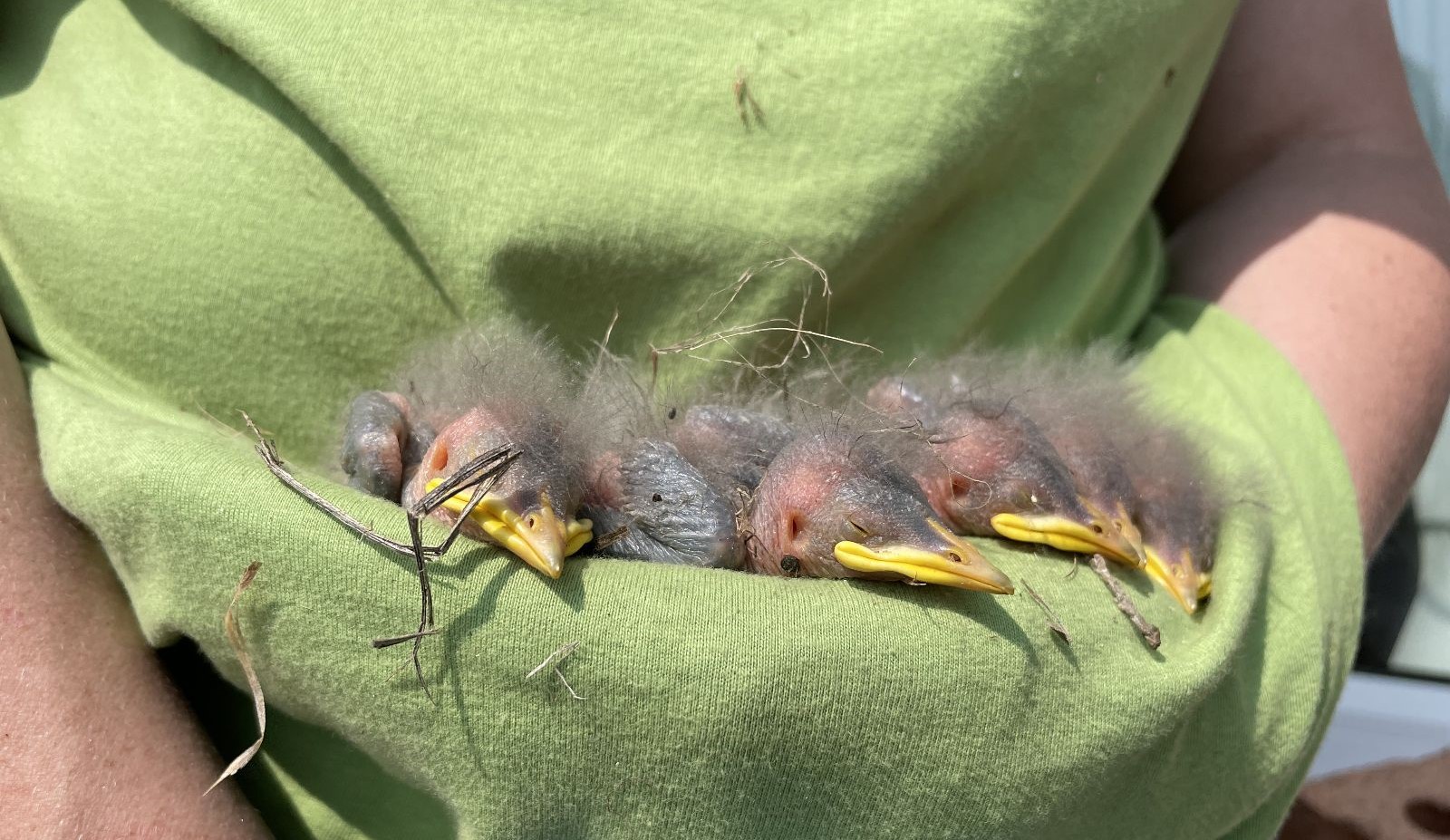 Ottawa skedaddle humane wildlife control starling babies bird removal May 2023 2 (1)