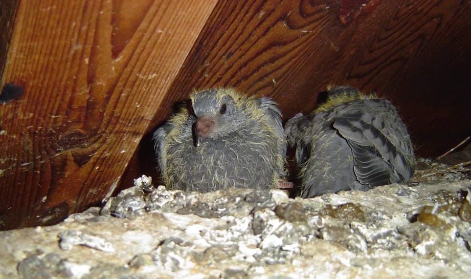 Pigeon babies(1)