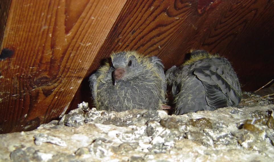 Pigeon babies(1)