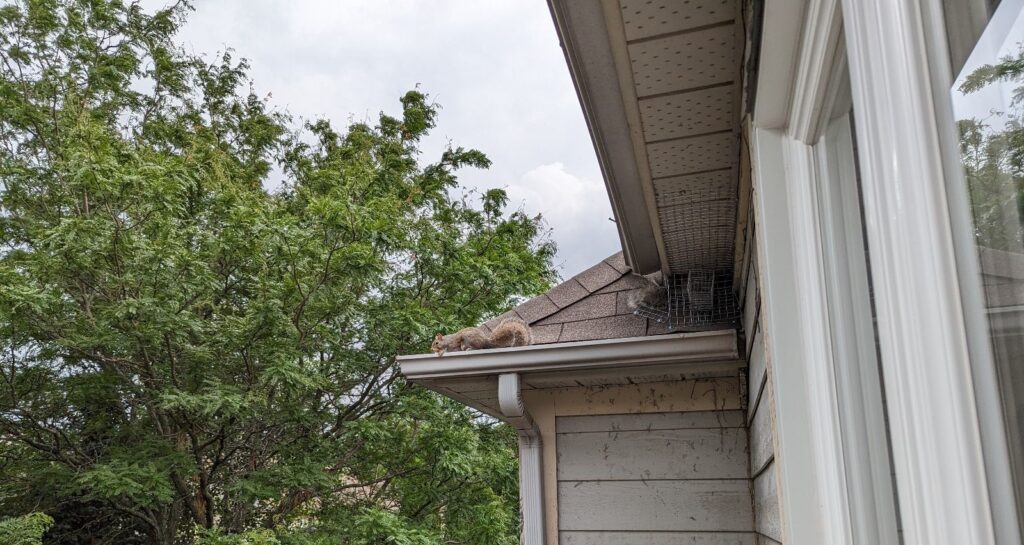 Squirrel Removal Coquitlam