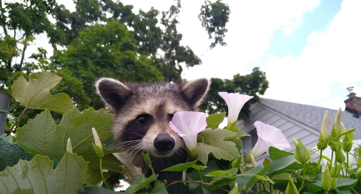 Raccoon Removal Victoria