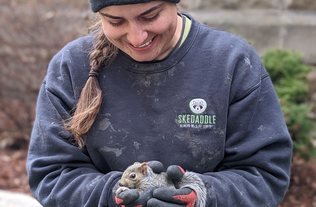 Skedaddle Wildlife Technician Rescues Baby Squirrel (5) (2) (1)
