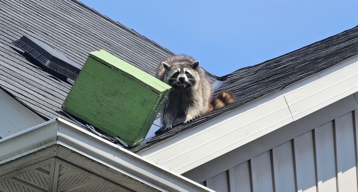 Raccoon Droppings Cleanup