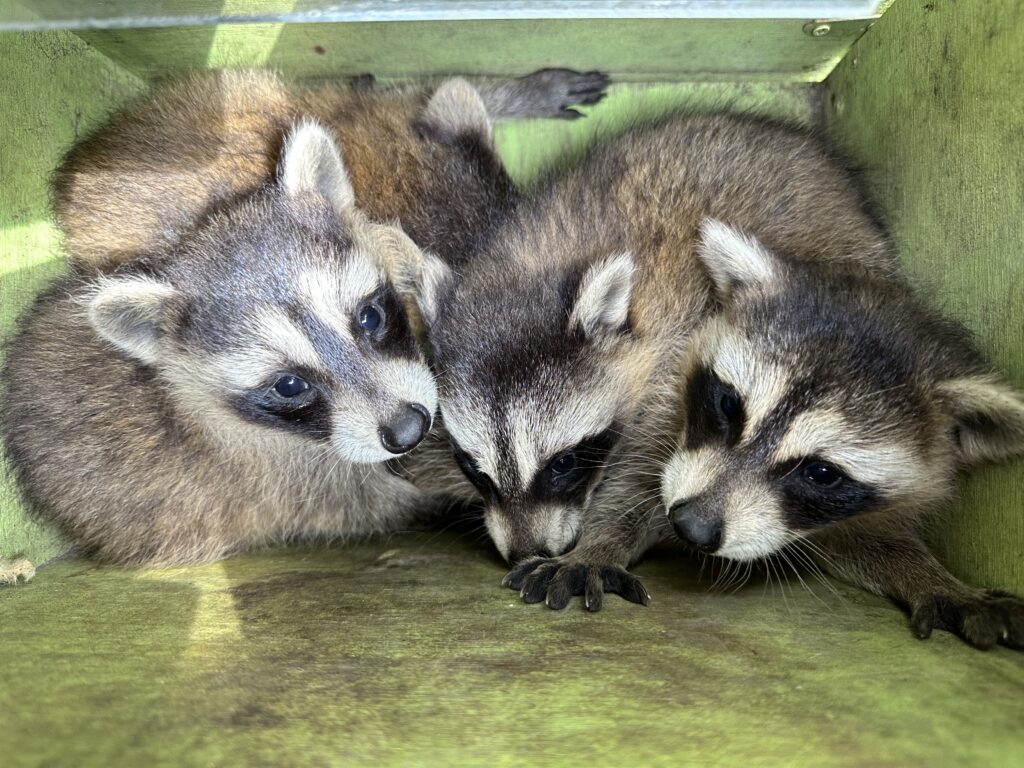 Raccoon Poop Cleanup