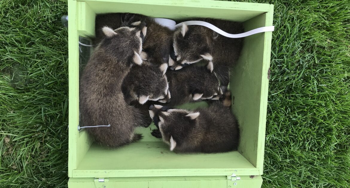 Raccoon Removal Hennepin County