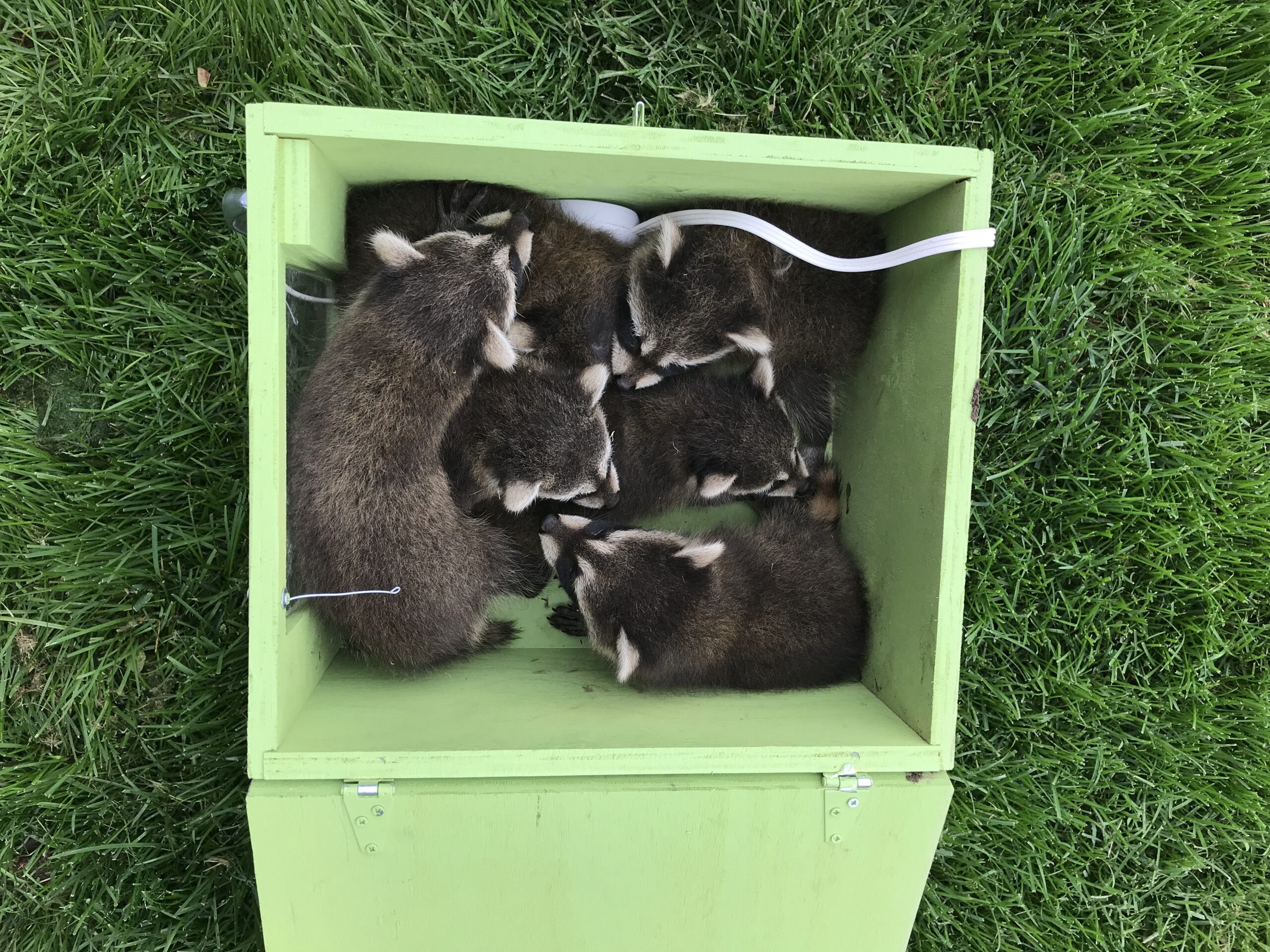 Raccoon Removal Hennepin County