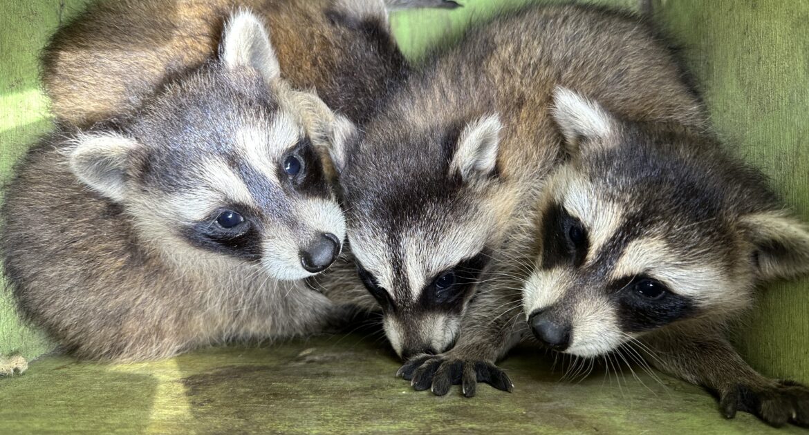 Raccoon Removal Annapolis