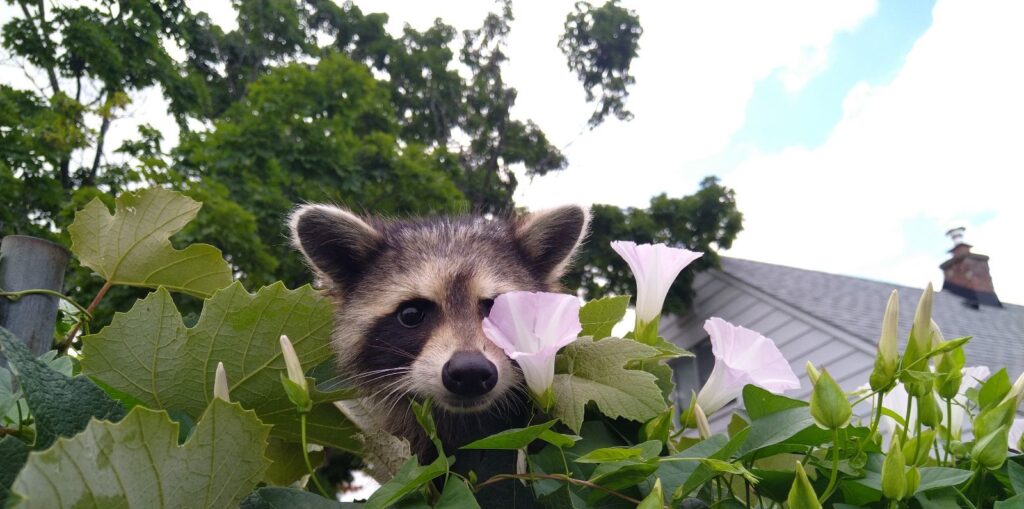 Raccoon Removal Annapolis