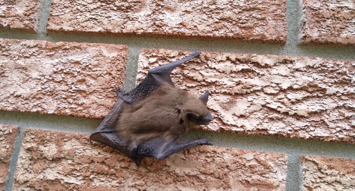 Bat Removal Pasadena