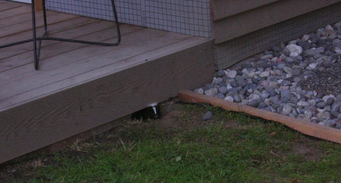 Skunk Removal Hennepin County