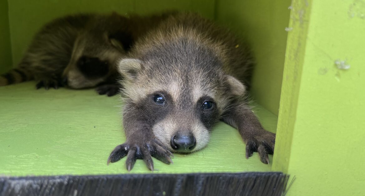 Raccoon Removal Montreal