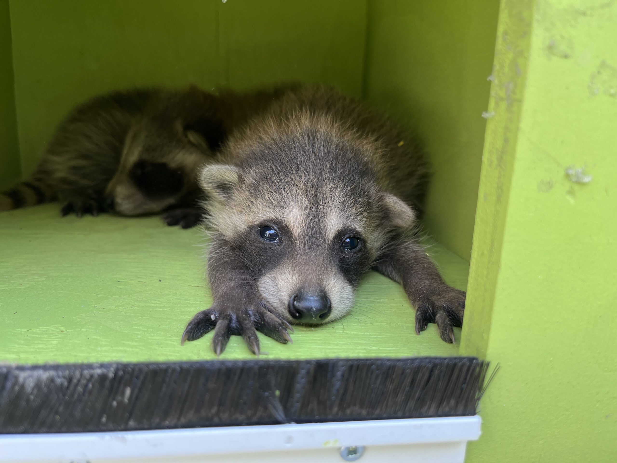 Raccoon Removal Montreal