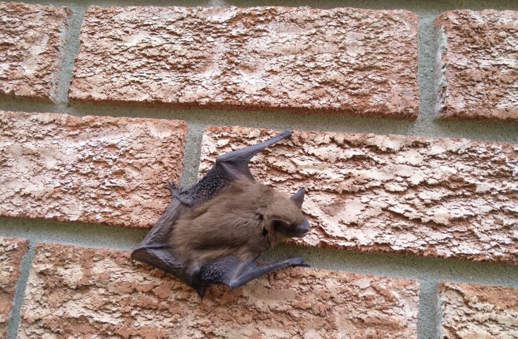 Bat Removal Toronto