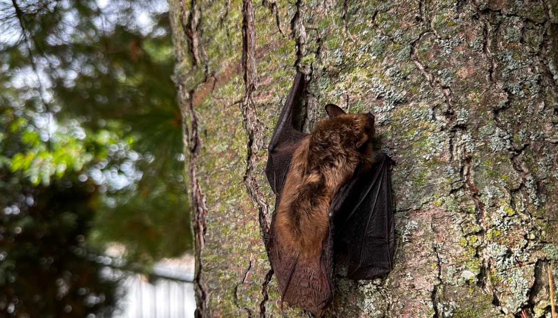 Bat Removal Toronto