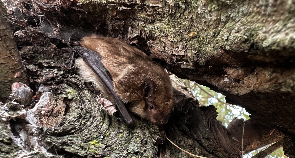 Bat Removal Toronto