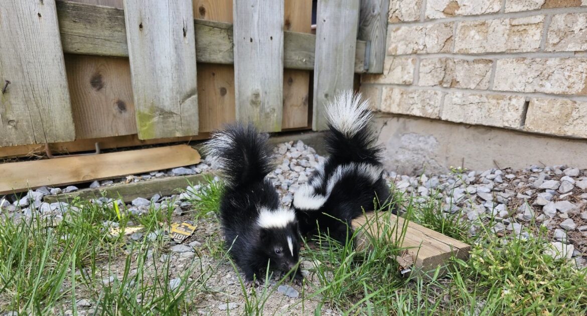 Skunk Removal Toronto