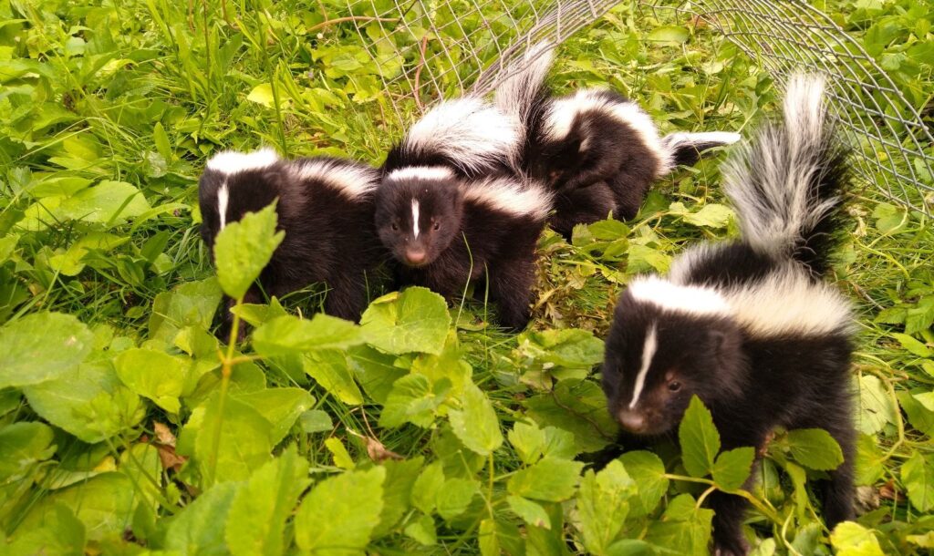 Skunk Removal Toronto