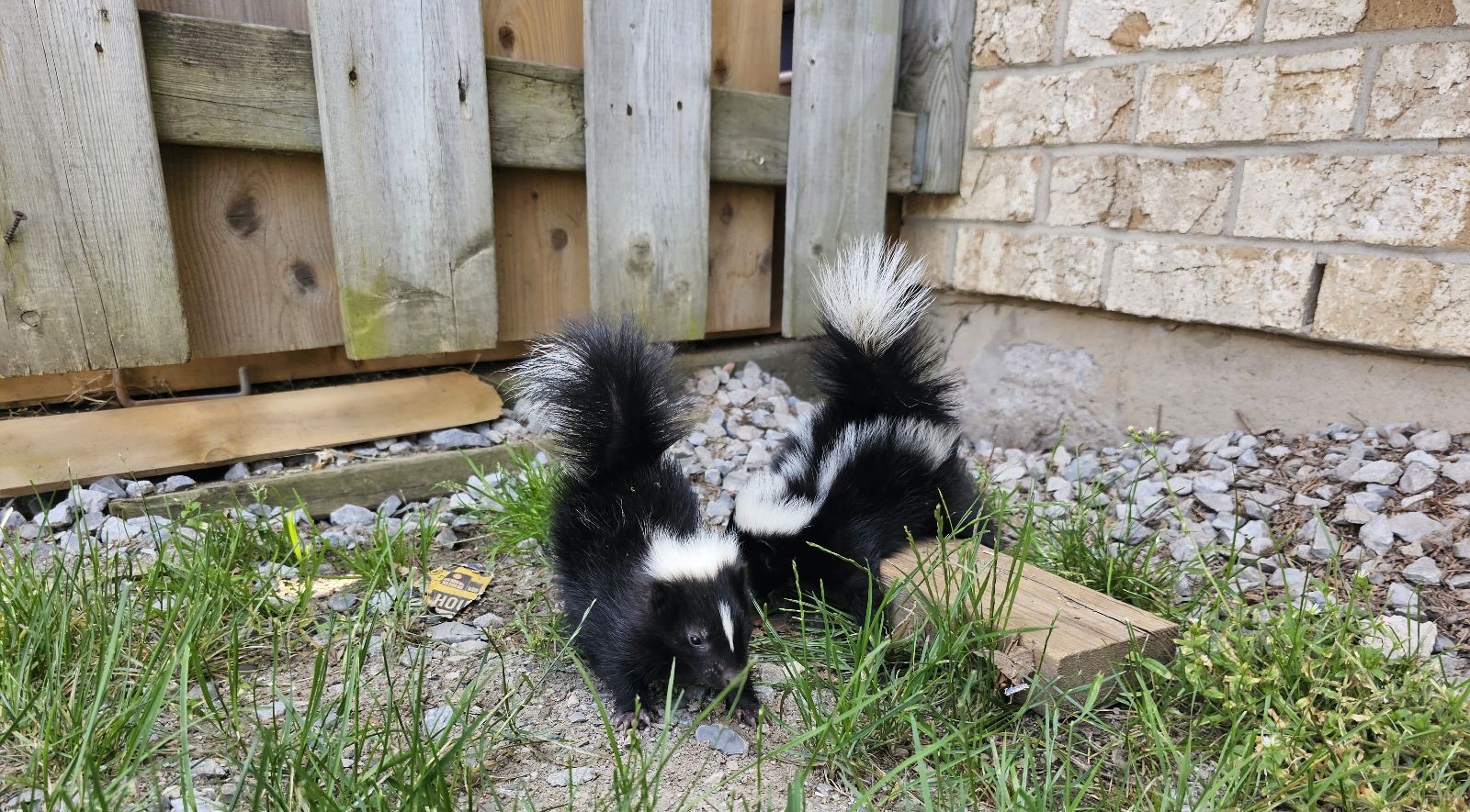 Skunk Removal Toronto