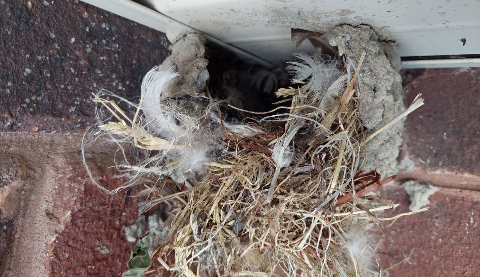 Toronto bird nest brick soffit intersection skedaddle humane wildlife control damage removal June 2023 3 WIDE