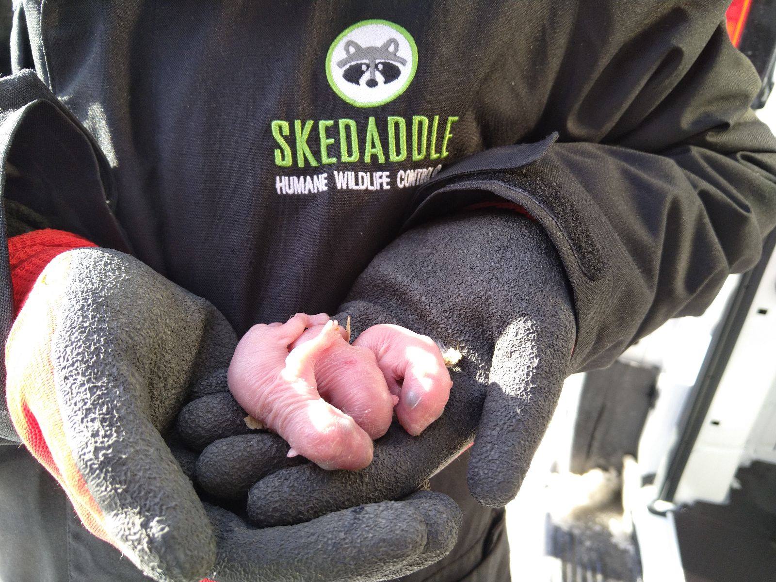 baby squirrel 2023 pinkies newborn skedaddle technician