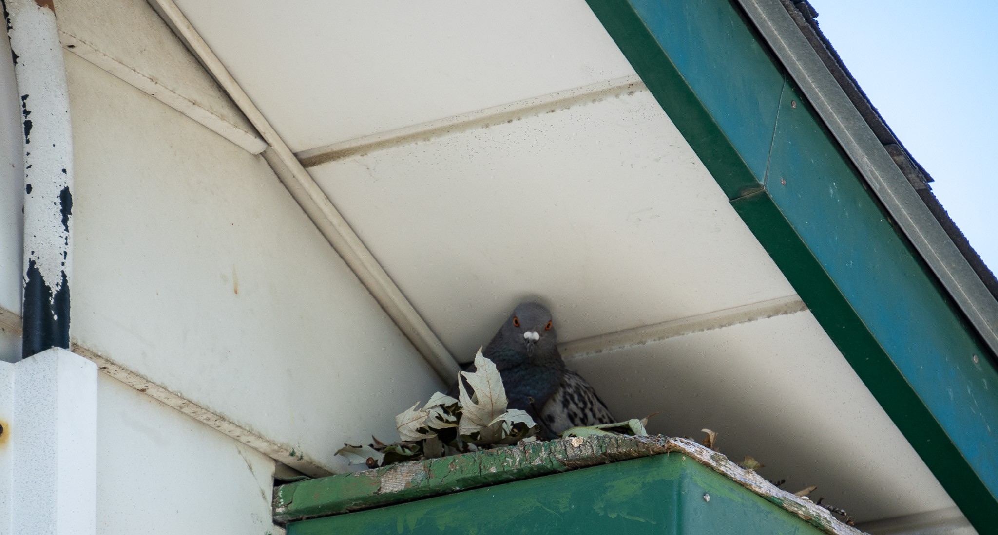 pigeon RSI roof soffit intersection nest pigeons birds skedaddle humane wildlife control September 2023 (5) (1) (1)
