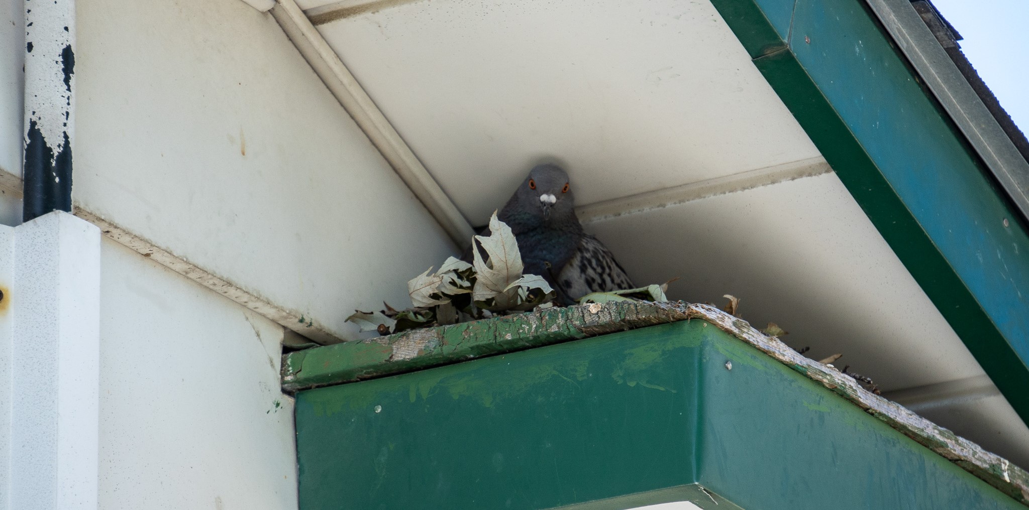 pigeon RSI roof soffit intersection nest pigeons birds skedaddle humane wildlife control September 2023 (5) WIDE