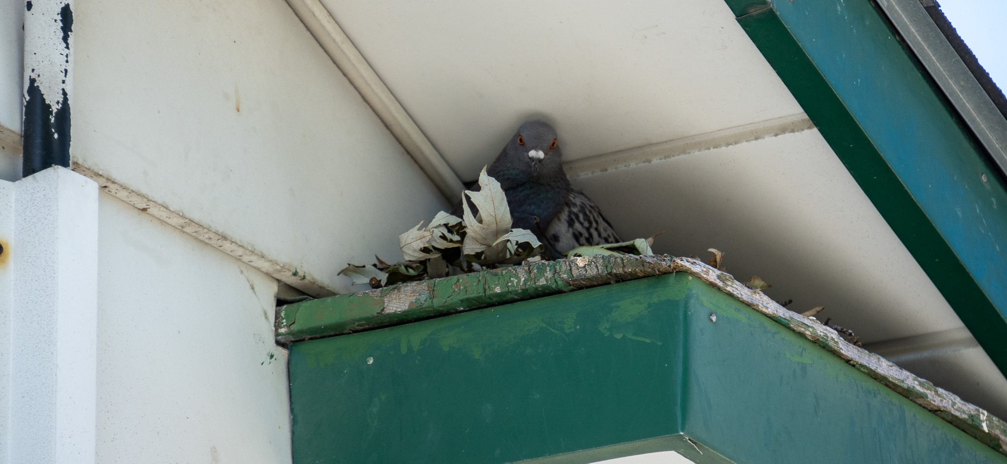 pigeon RSI roof soffit intersection nest pigeons birds skedaddle humane wildlife control September 2023 (5)