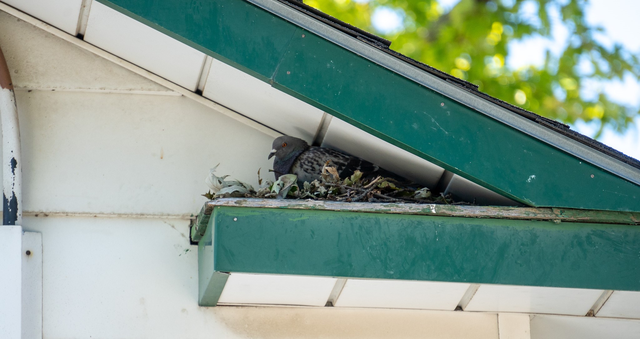 pigeon RSI roof soffit intersection nest pigeons birds skedaddle humane wildlife control September 2023 (9) (1) (2) (1)