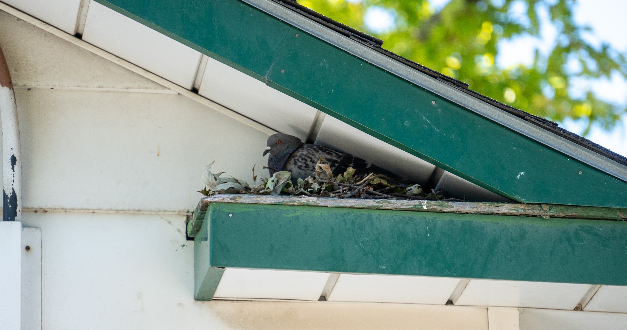 pigeon RSI roof soffit intersection nest pigeons birds skedaddle humane wildlife control September 2023 (9) (1) (2)
