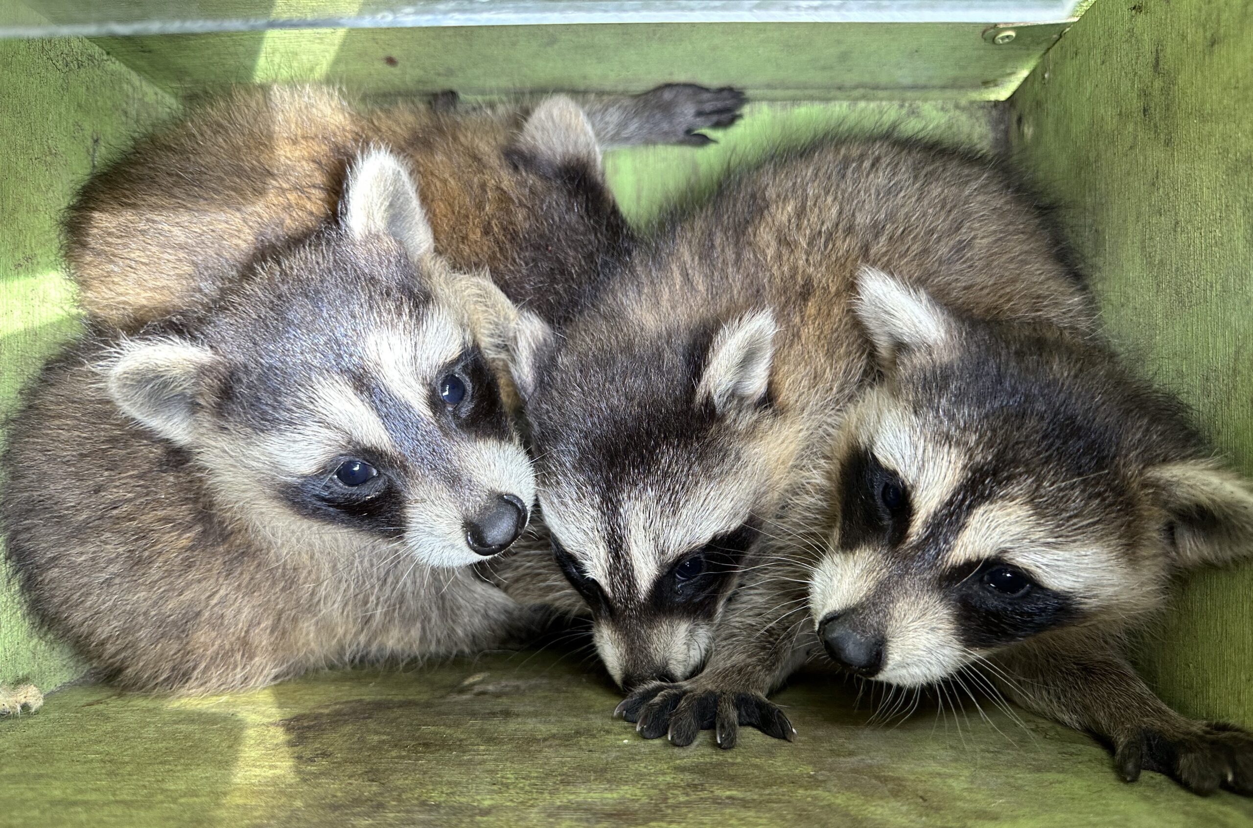 raccoon skedaddle humane wildlife control babies baby box removal April 2023 (1)