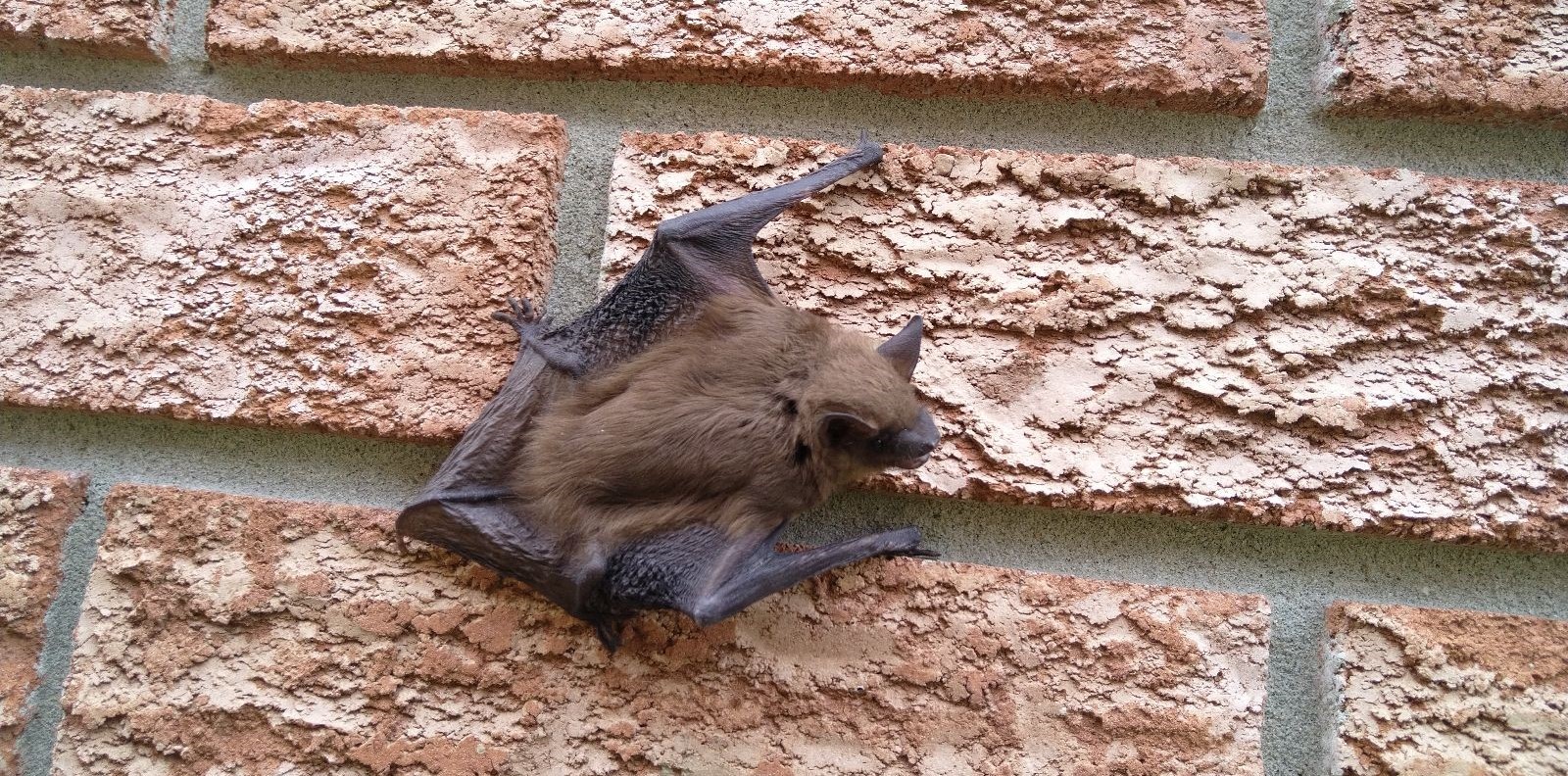skedaddle humane wildlife control July 2023 bats close up brick photo bat summer outdoor (1)