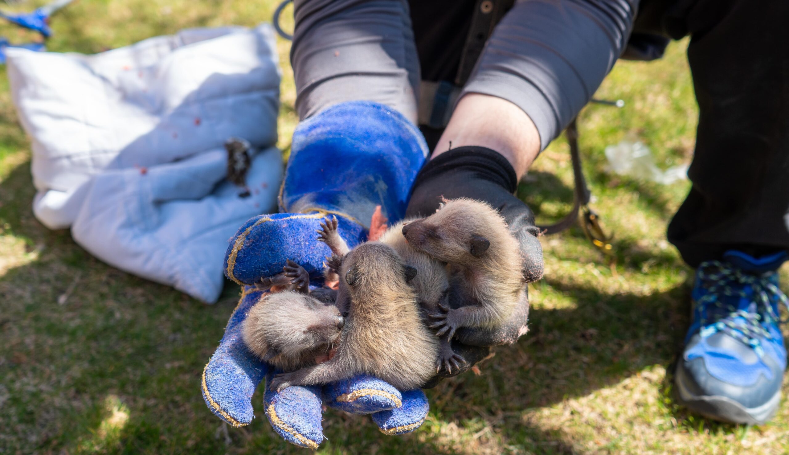 skedaddle humane wildlife control May 2023 raccoon litter removal technician newborn kits