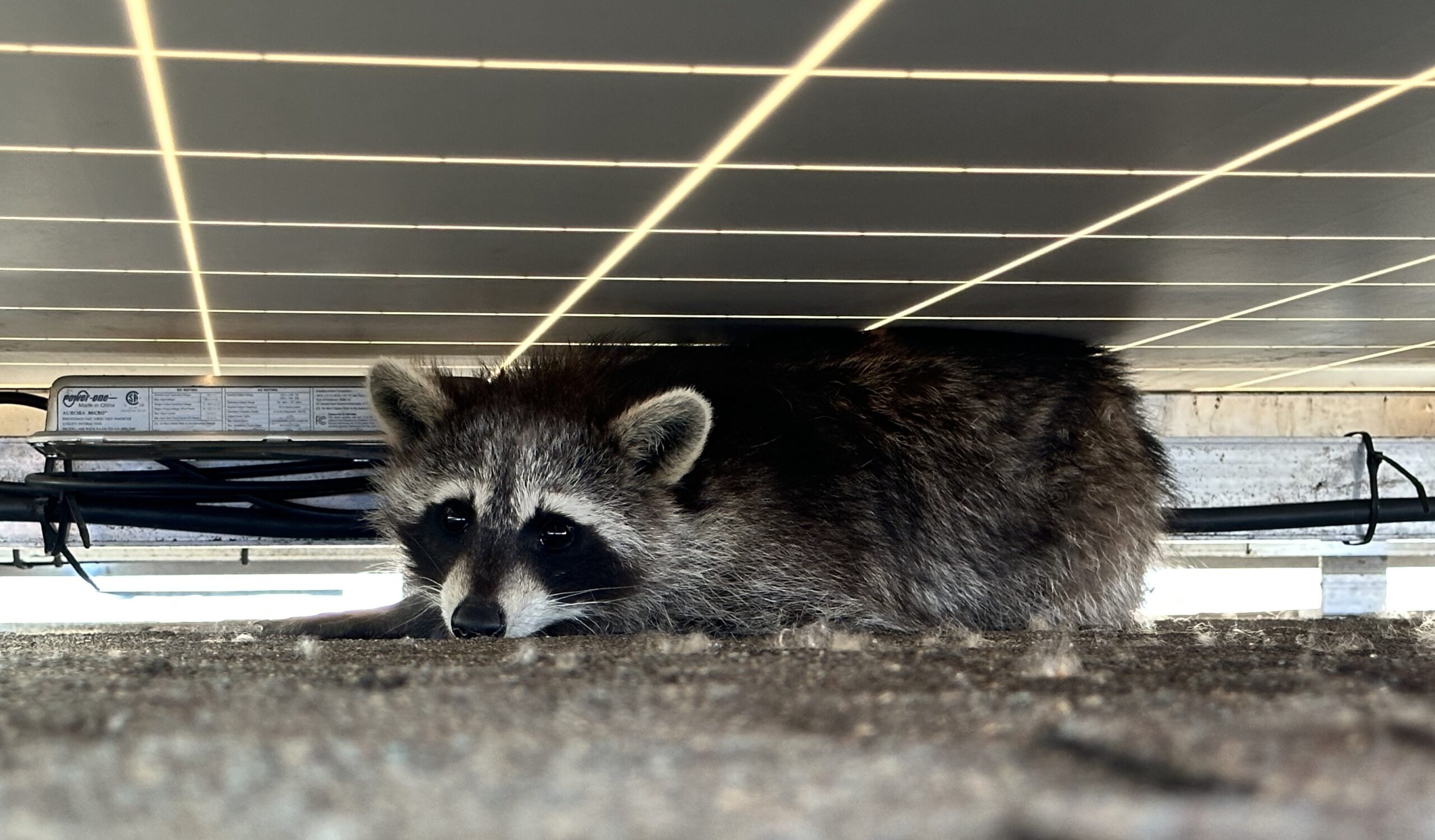 skedaddle humane wildlife control May 2023 raccoon solar panel mama mother raccoons roof damage (1)