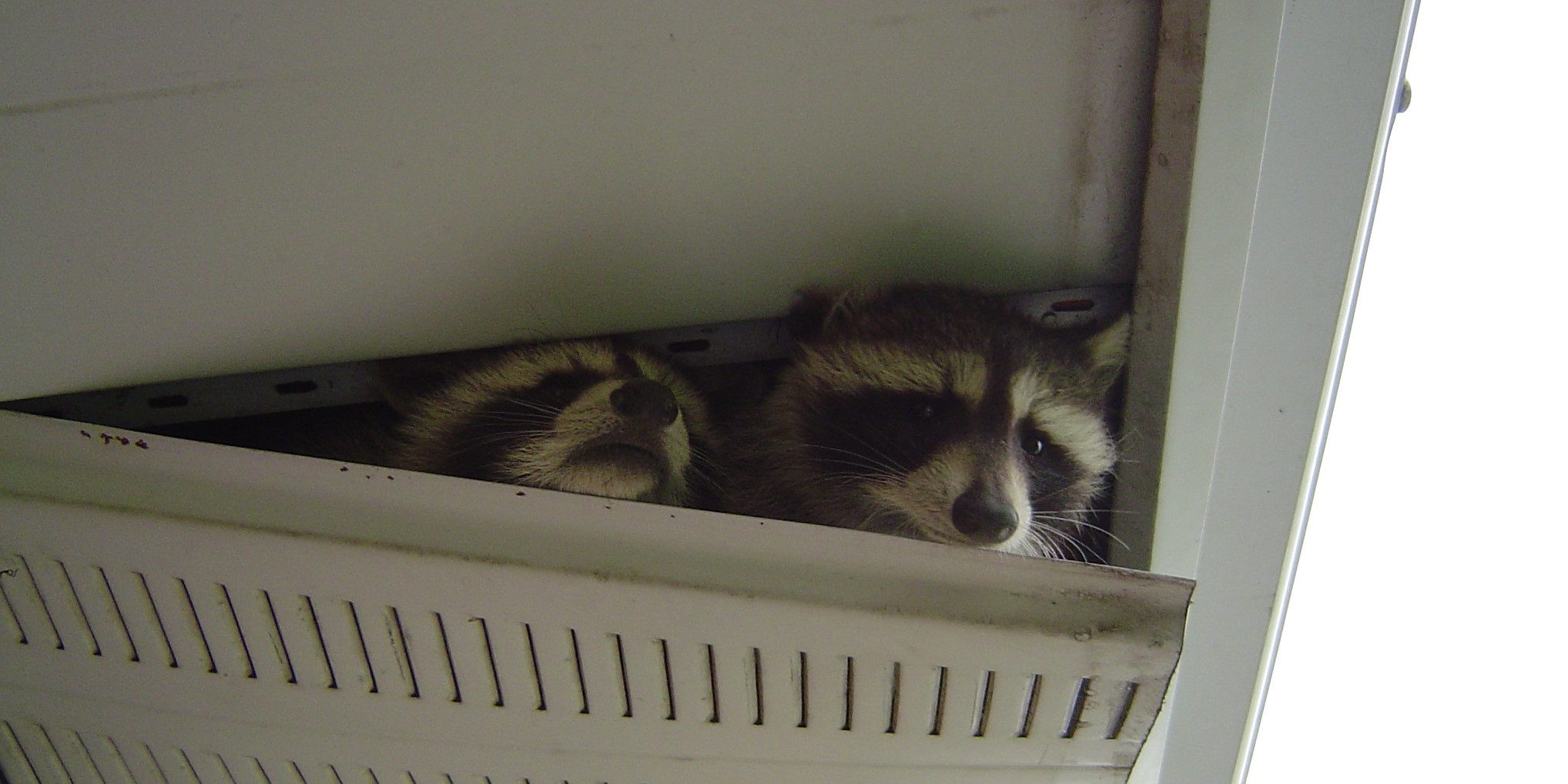 used Barrie Raccoon Removal 4 DIY Raccoon Removal Methods That Dont Work
