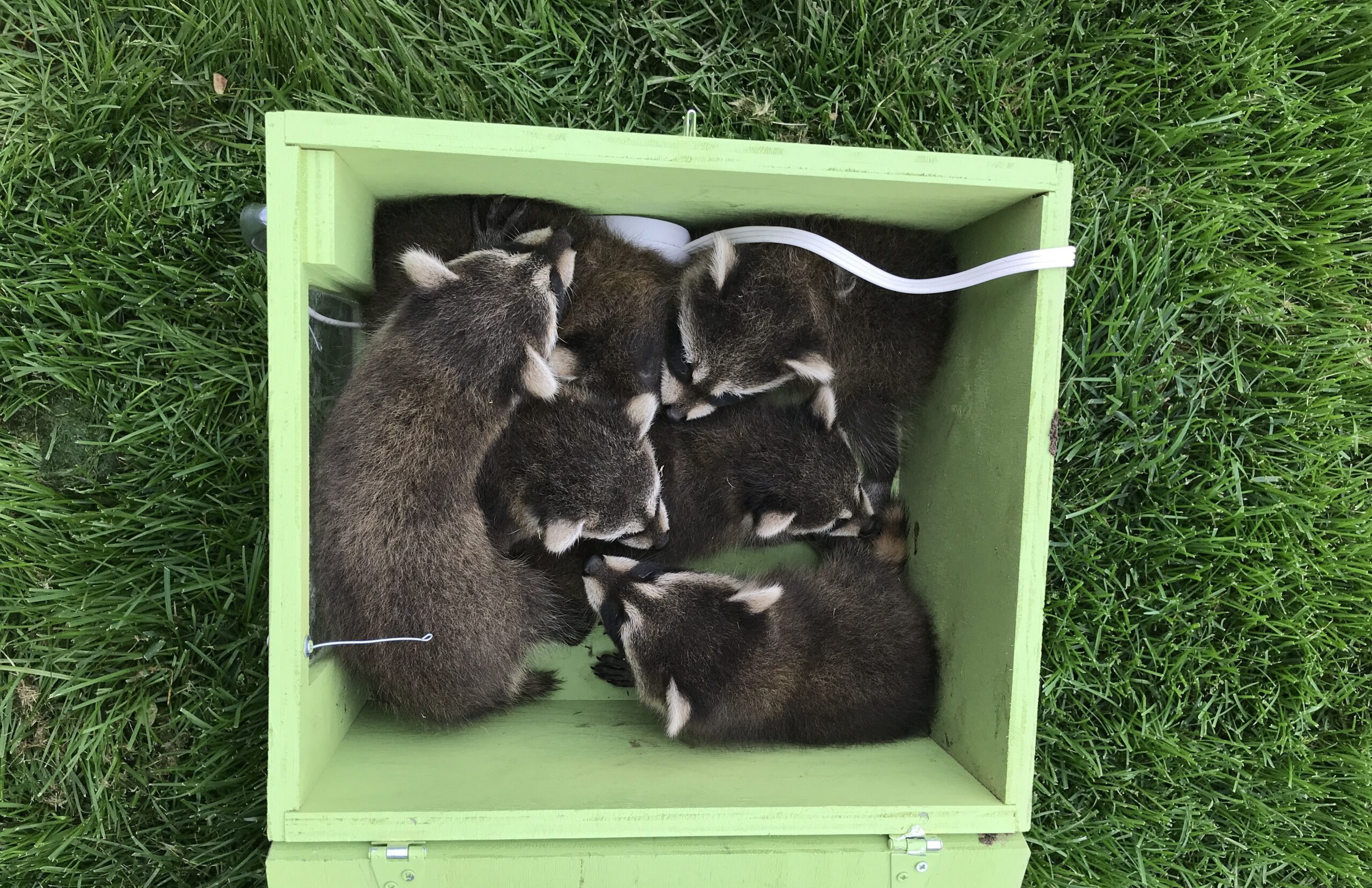 used Madison Wildlife Removal April Is Raccoon Baby Season! 1