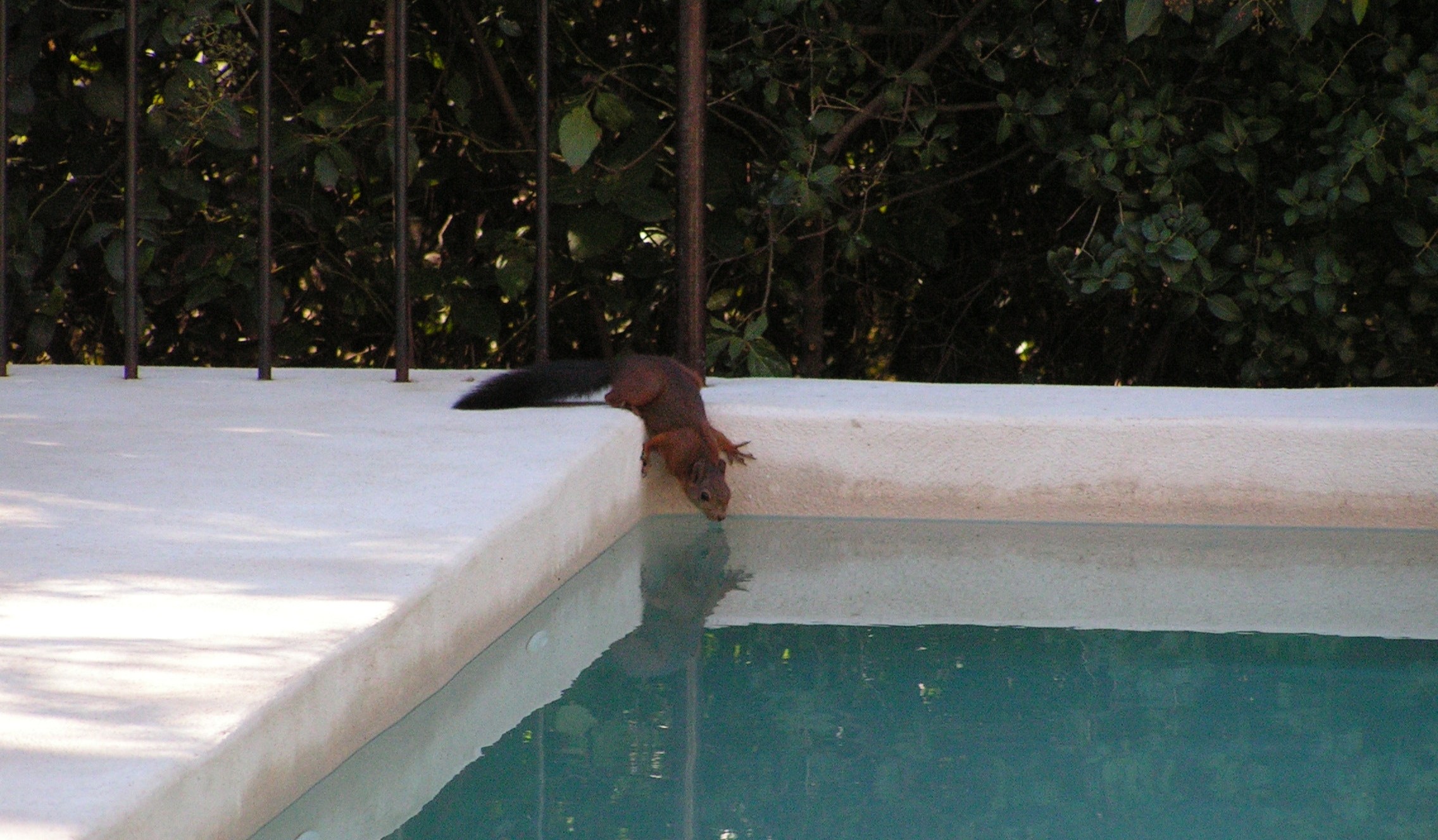 used Okanagan Wildlife Control Can Squirrels Swim WIDE